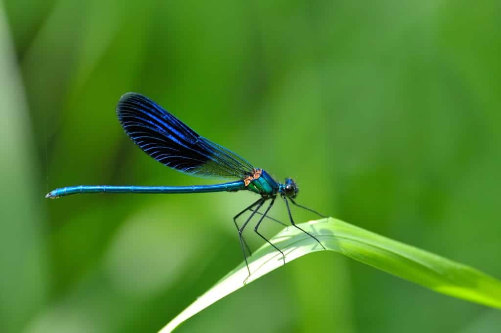 shutterstock 40165288 Dragonflies vs. Damselflies