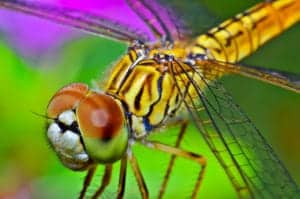 shutterstock 682988026 shutterstock_682988026