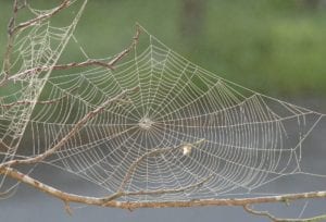 spider web 617754 1920 1 spider-web-617754_1920