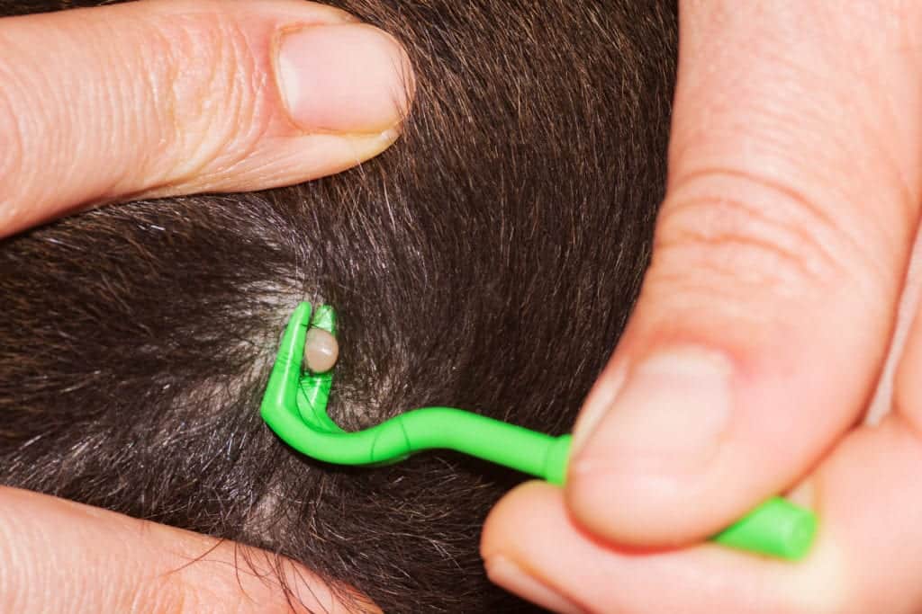 tick on dog Removing Ticks from Your Pets