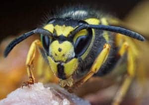 yellow jacket 5 yellow jacket 5