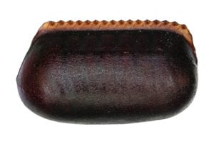 American Cockroach Ootheca The Life Cycle of Roaches