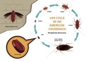 Roach Life Cycles Roach Life Cycles