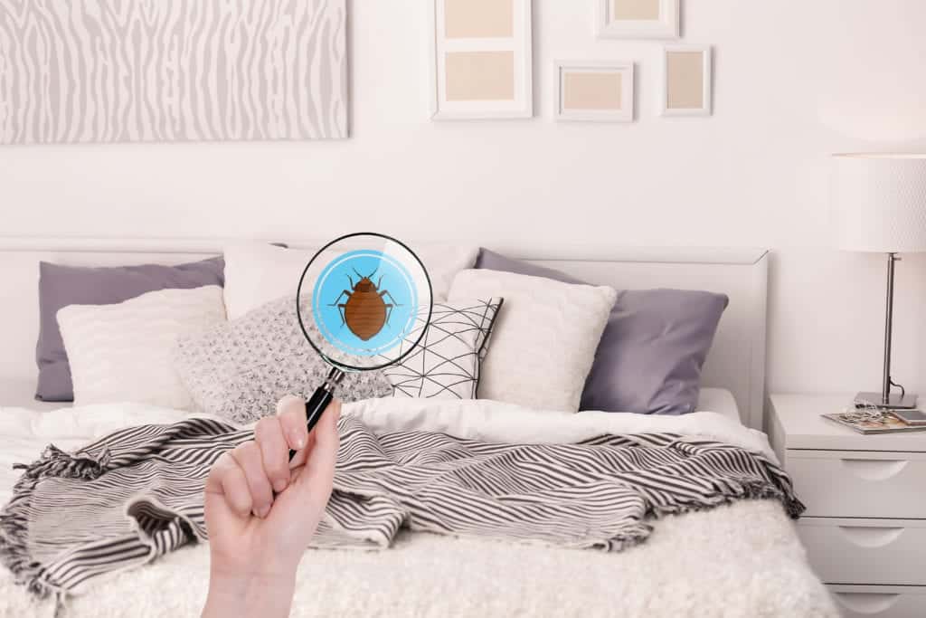 bed bug search Common Bed Bug Questions Answered