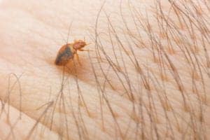bedbug 6 1 bedbug 6