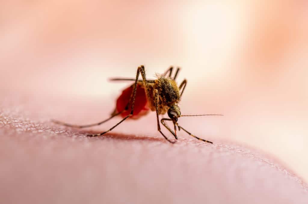 mosquito 4 Ten of the Most Dangerous Insects Alive Today