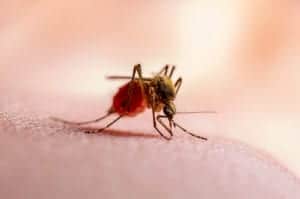 mosquito 4 mosquito 4