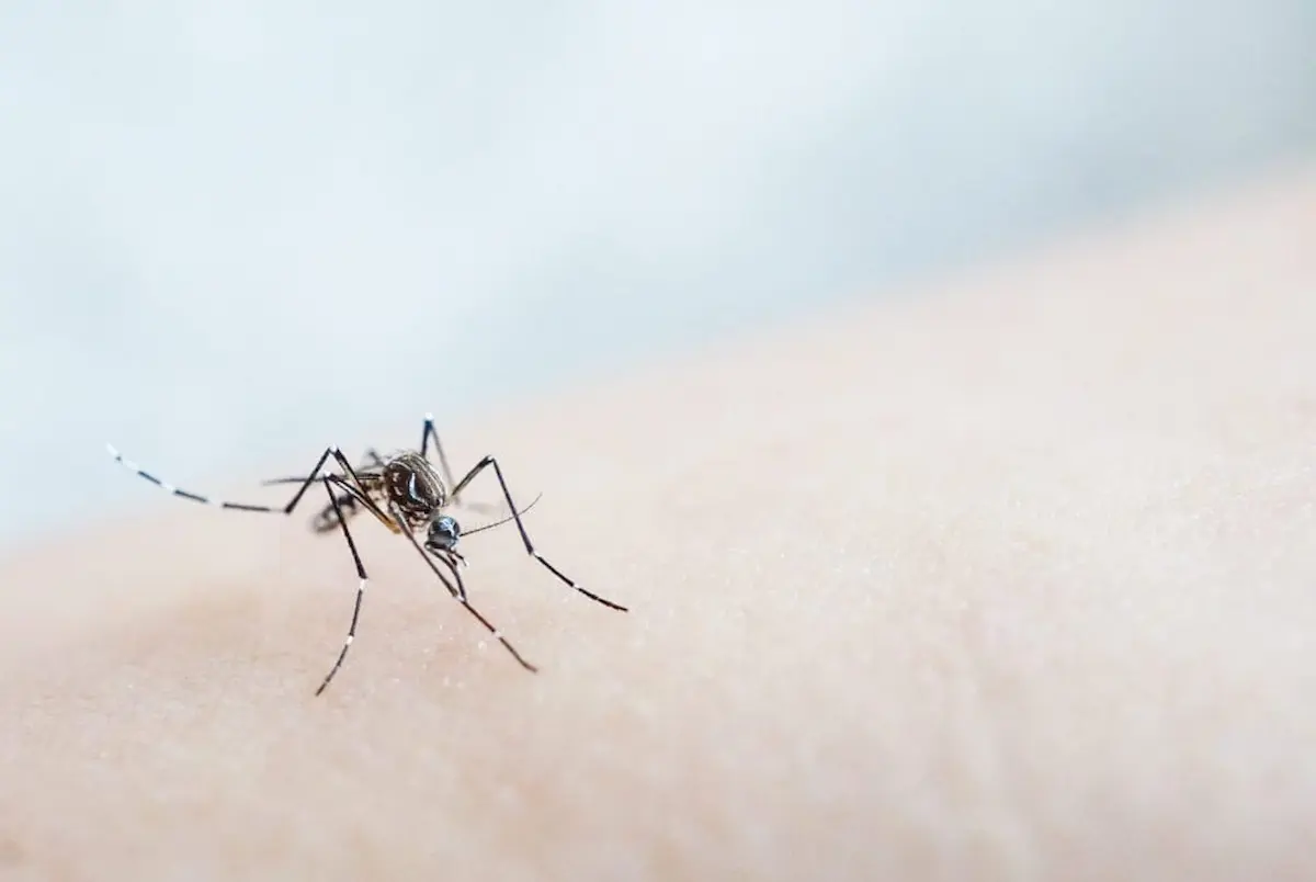 Mosquito biting human skin