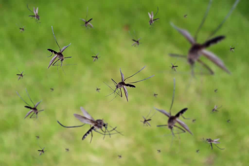 shutterstock 1181146477 Disney World: The No-Mans-Land for Mosquitos