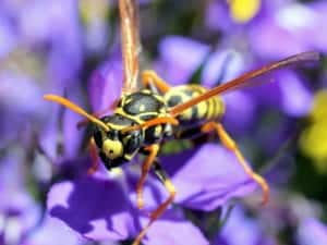 wasp 3 wasp 3