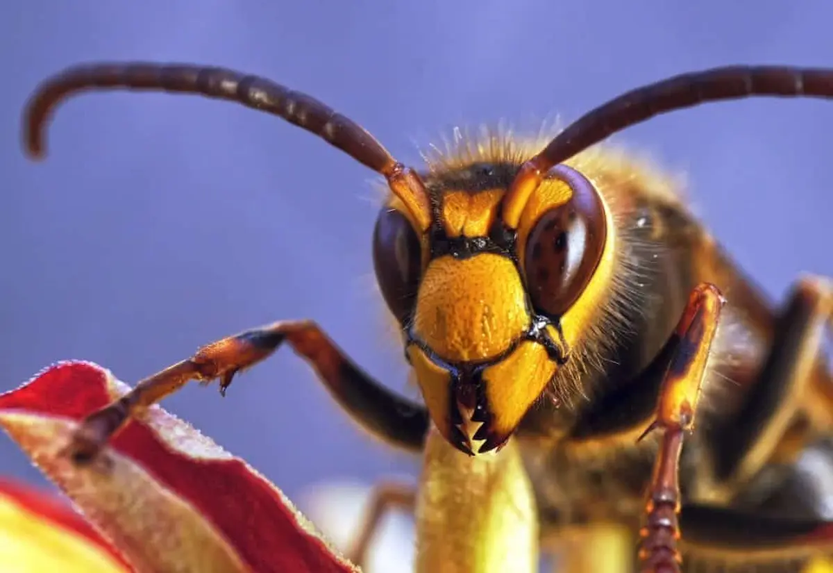 Extreme close up of a hornet showing its face, antennae, and compound eyes in sharp detail