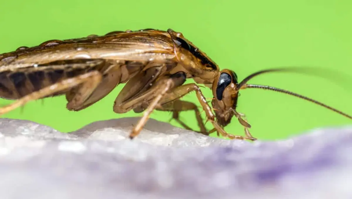 German cockroach crawling on a surface
