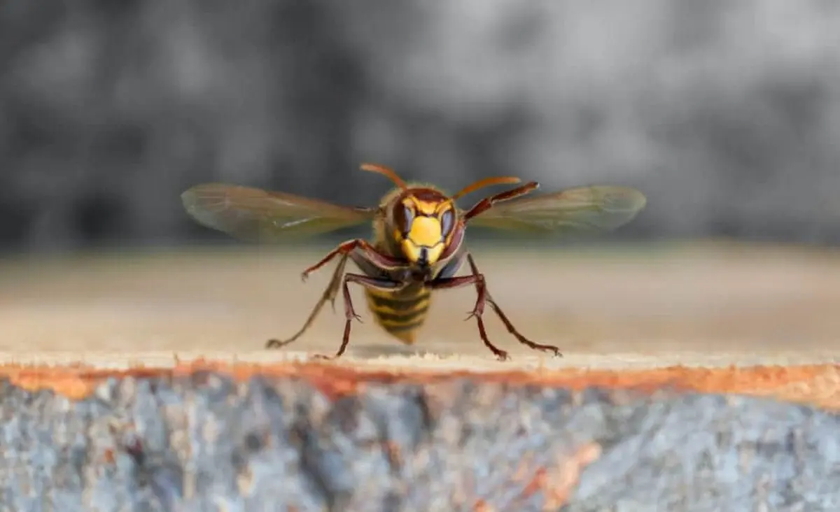 Hornet standing on a wooden surface with wings extended, showcasing a common stinging insect found around homes and outdoor spaces.