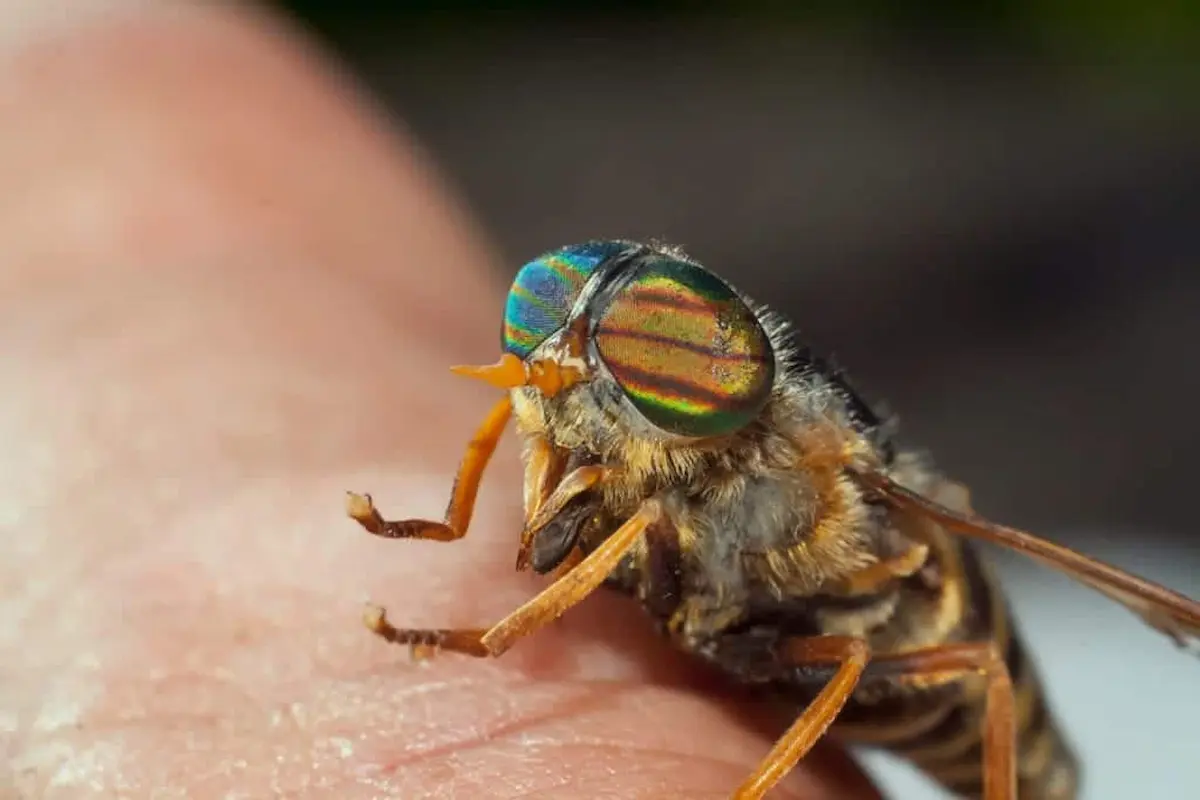 Macro photograph of a horsefly on human skin, showing a biting insect known for painful bites outdoors.