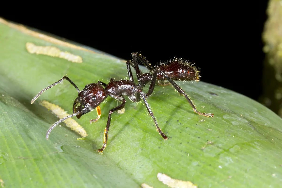 Detailed macro photo of a black ant walking on a green leaf