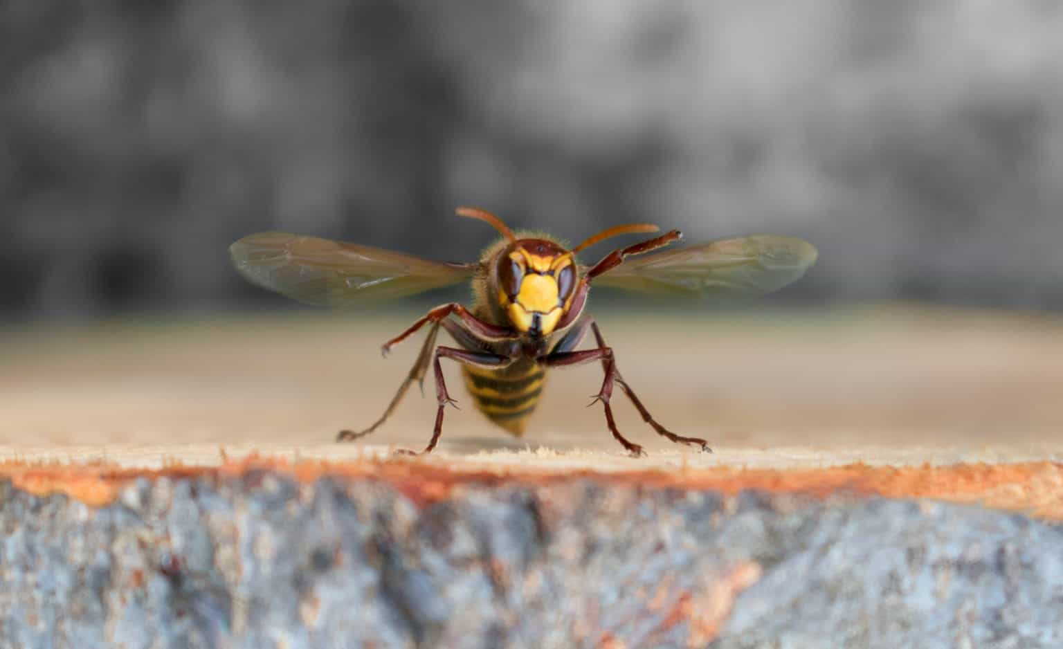 5 of the Most Aggressive Wasps Pointe Pest Control Chicago