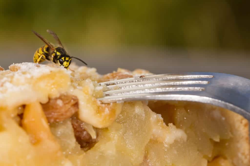 shutterstock 1087009241 Ten of the Most Annoying Insects
