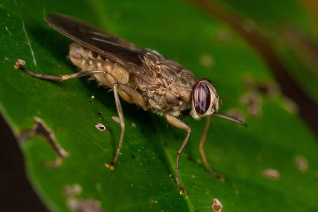 shutterstock 1157378257 Ten of the Most Dangerous Insects Alive Today
