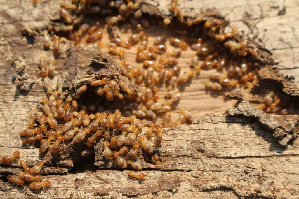 shutterstock 1336149680 Termite Tunnels