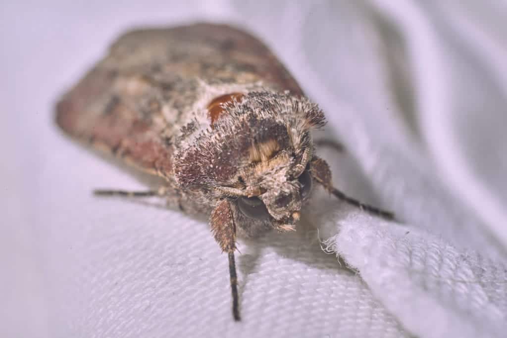 shutterstock 1419173303 Ten of the Most Annoying Insects
