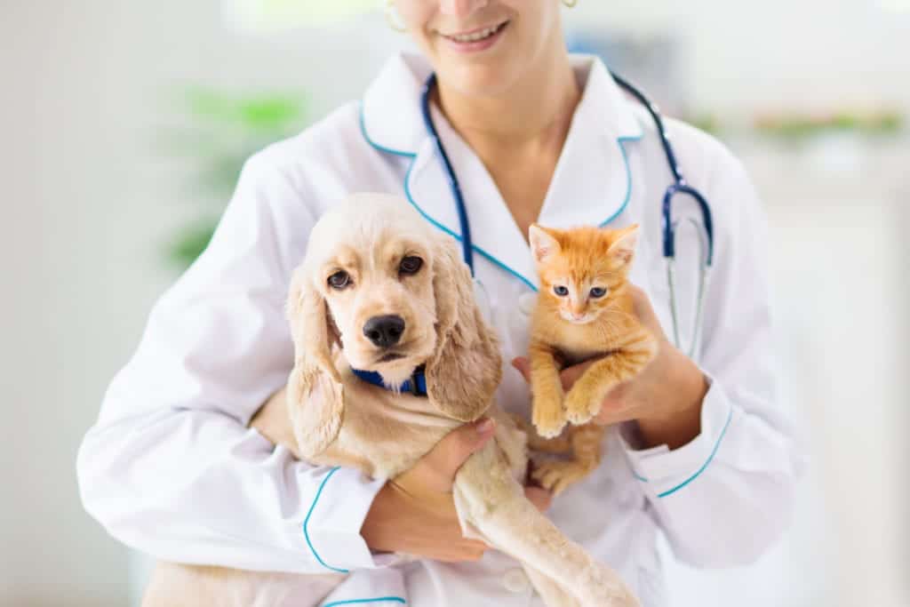 shutterstock 1479238910 Pests on Your Pets – Bugs that May be Bugging Your Furry Friends