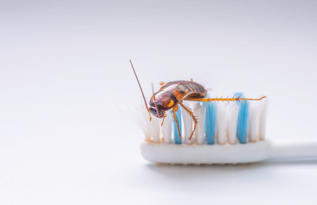 shutterstock 1729928758 German Cockroach Control