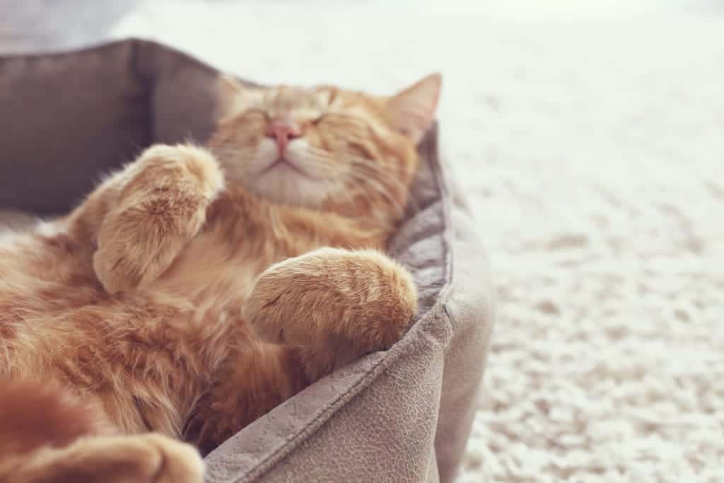 shutterstock 278842925 Pests on Your Pets – Bugs that May be Bugging Your Furry Friends