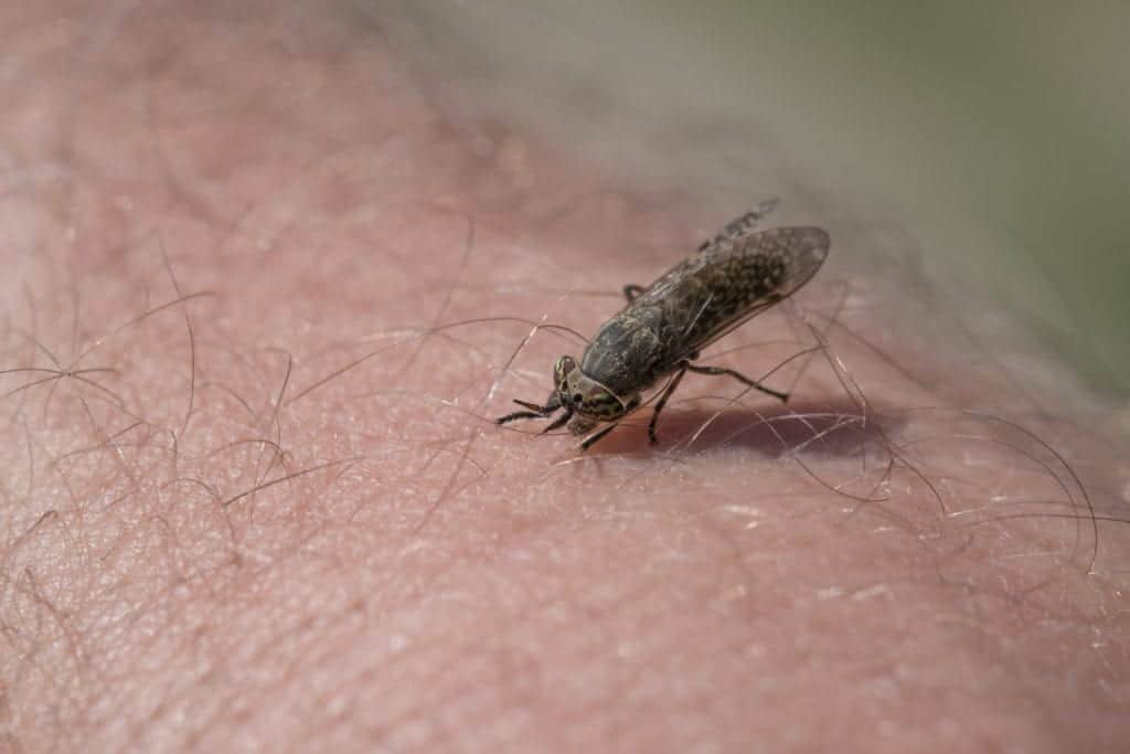 shutterstock 305661128 Ten of the Most Dangerous Insects Alive Today