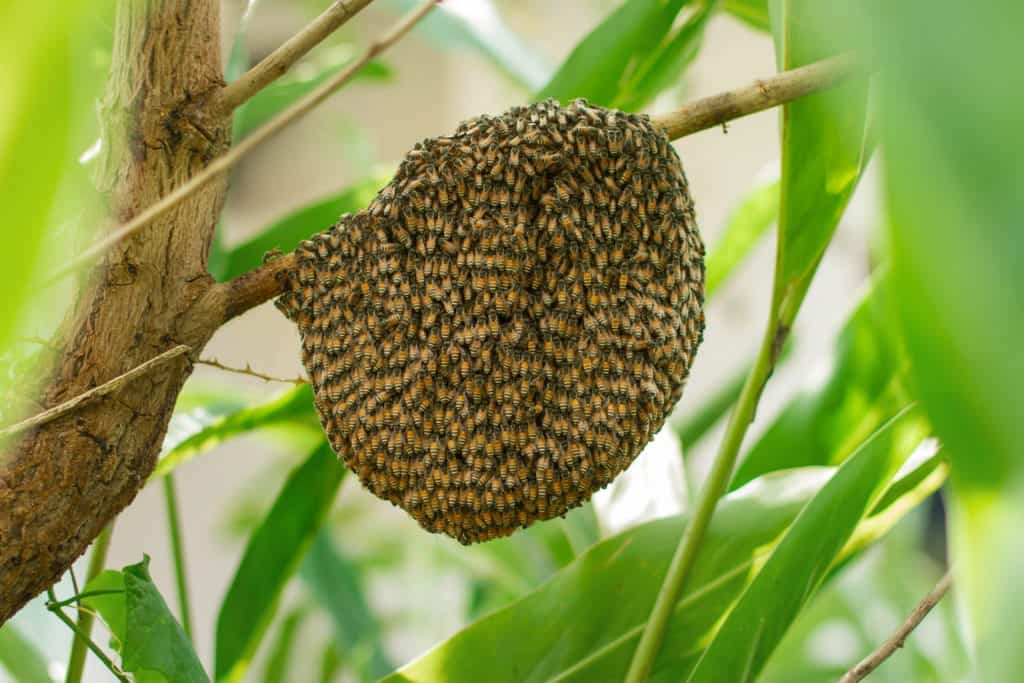 shutterstock 320843198 Ten of the Most Dangerous Insects Alive Today