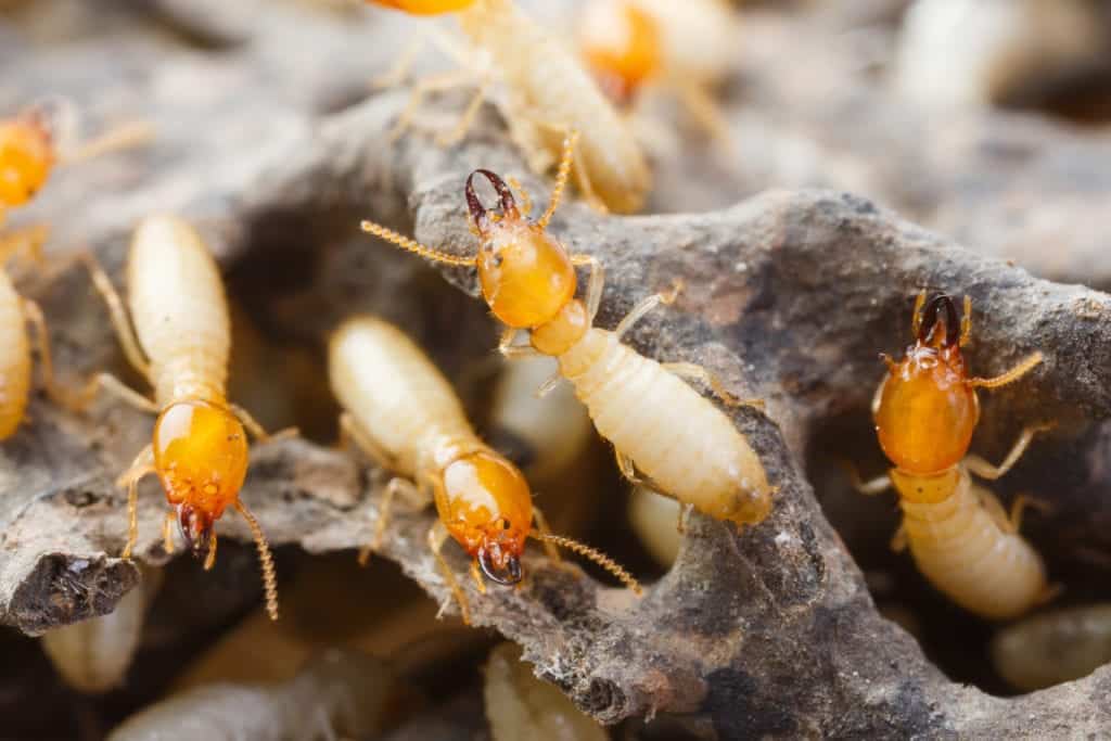 shutterstock 382321549 Termite Tunnels