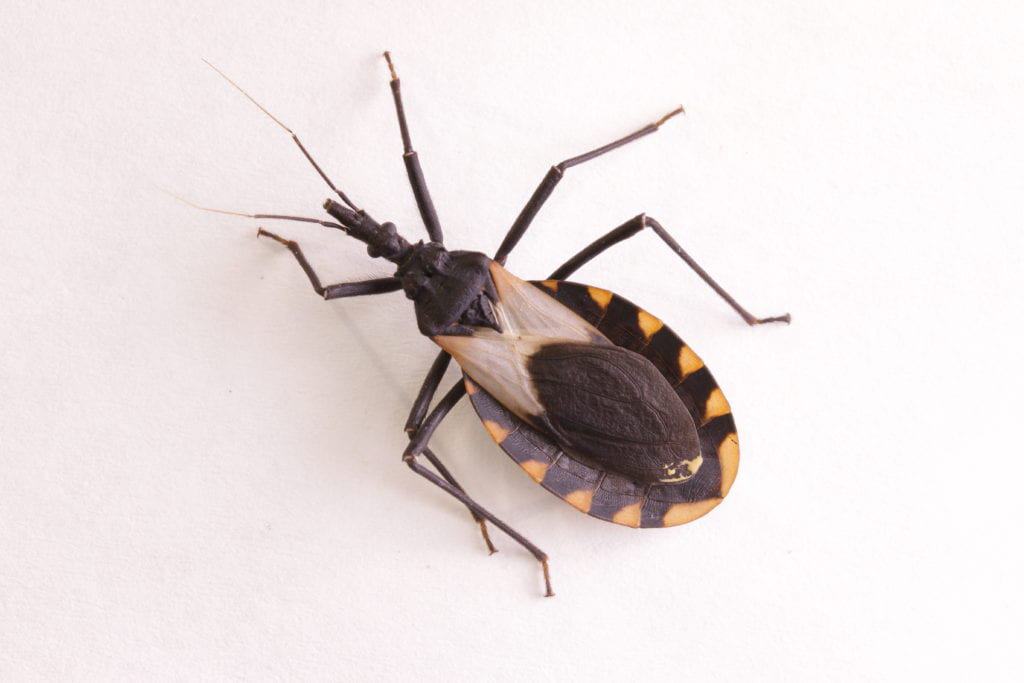 shutterstock 609147743 Ten of the Most Dangerous Insects Alive Today