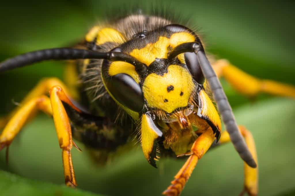 shutterstock 640529671 5 of the Most Aggressive Wasps