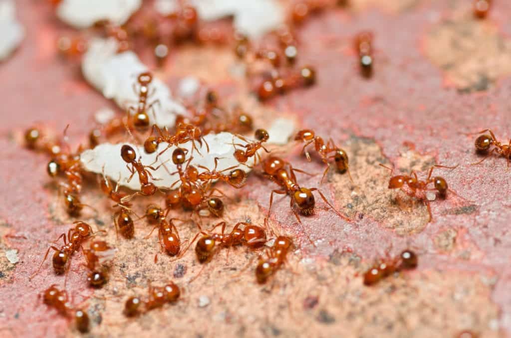 shutterstock 97665665 Ten of the Most Dangerous Insects Alive Today