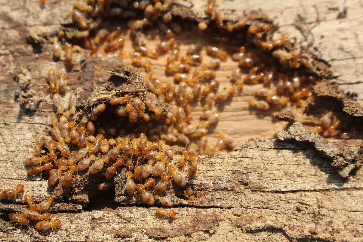 Large termite colony crawling through decayed wooden surface