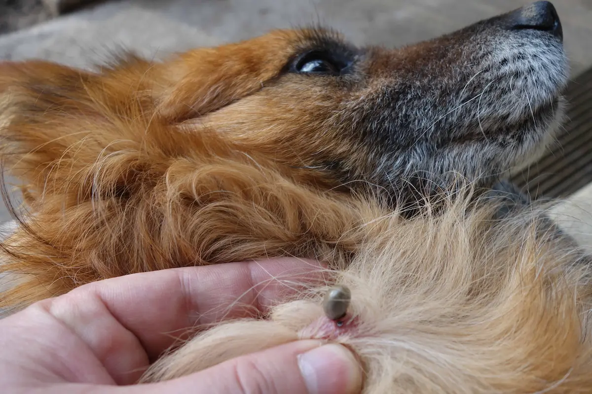 Close-up of a tick attached to a dog’s fur and skin