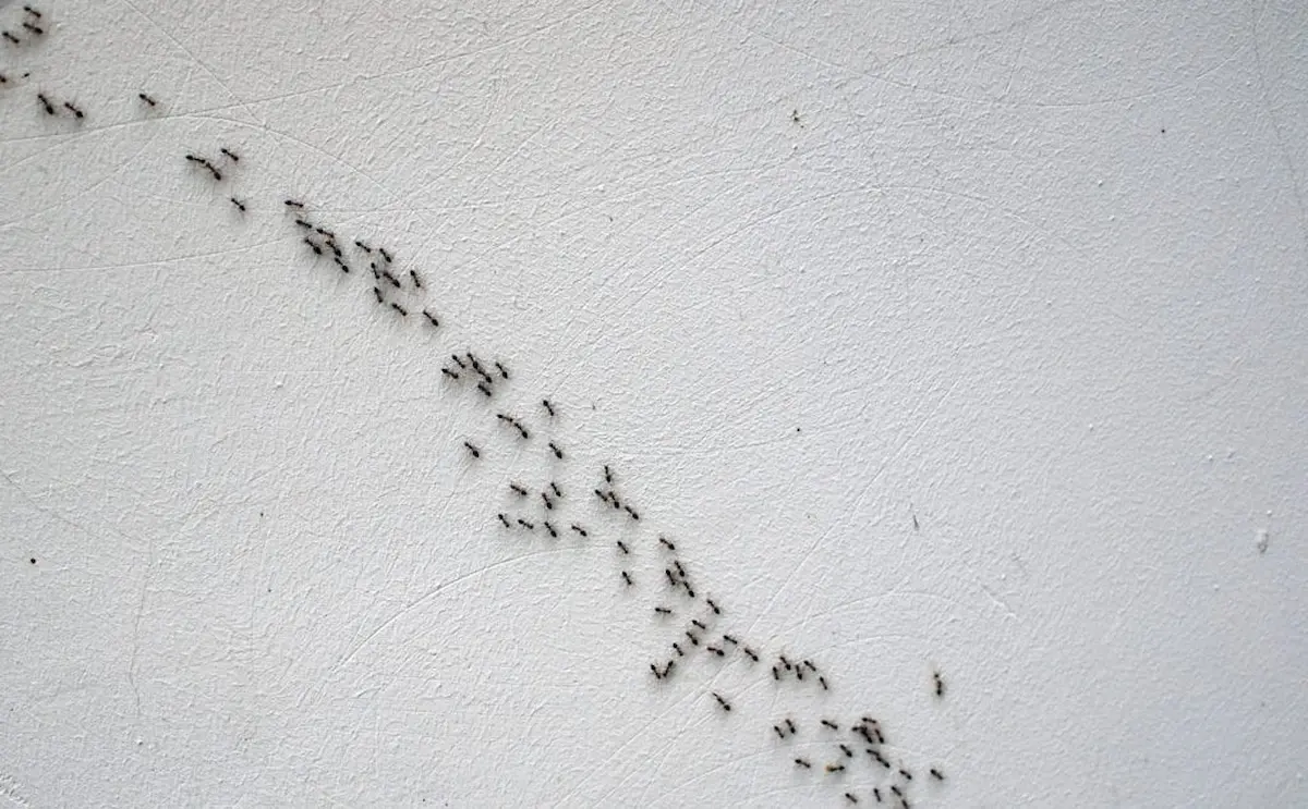 Trail of small black ants crawling on white wall surface