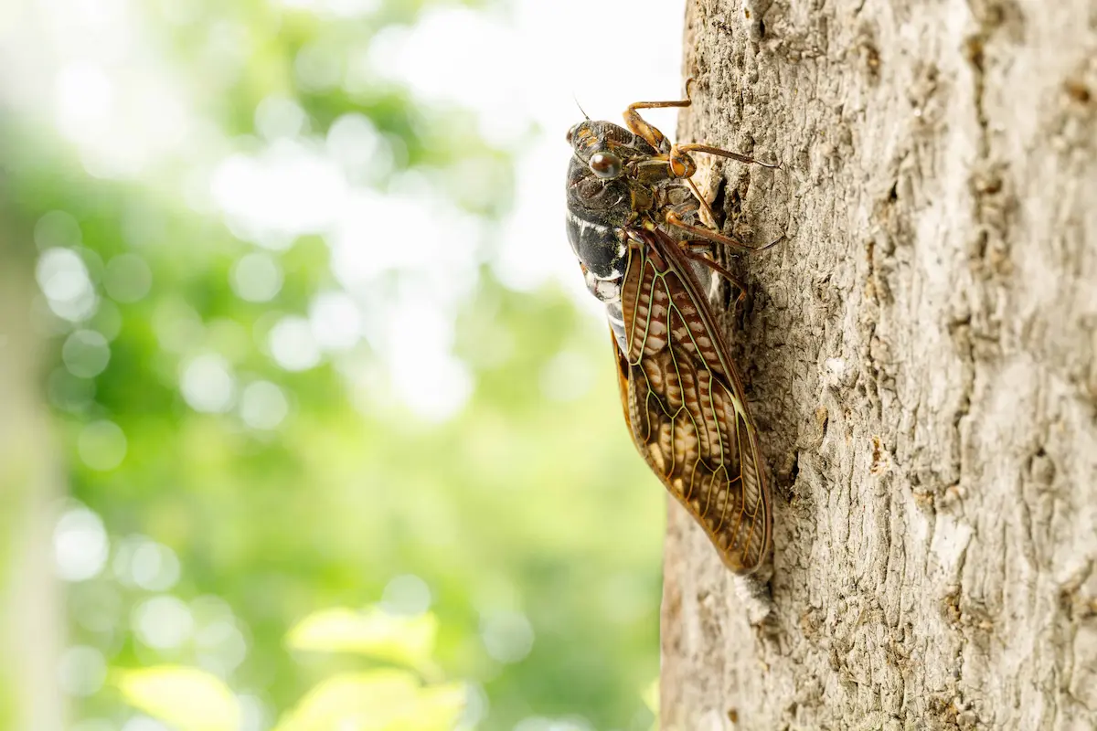 Close-up photo of a cicada clinging to tree bark outdoors