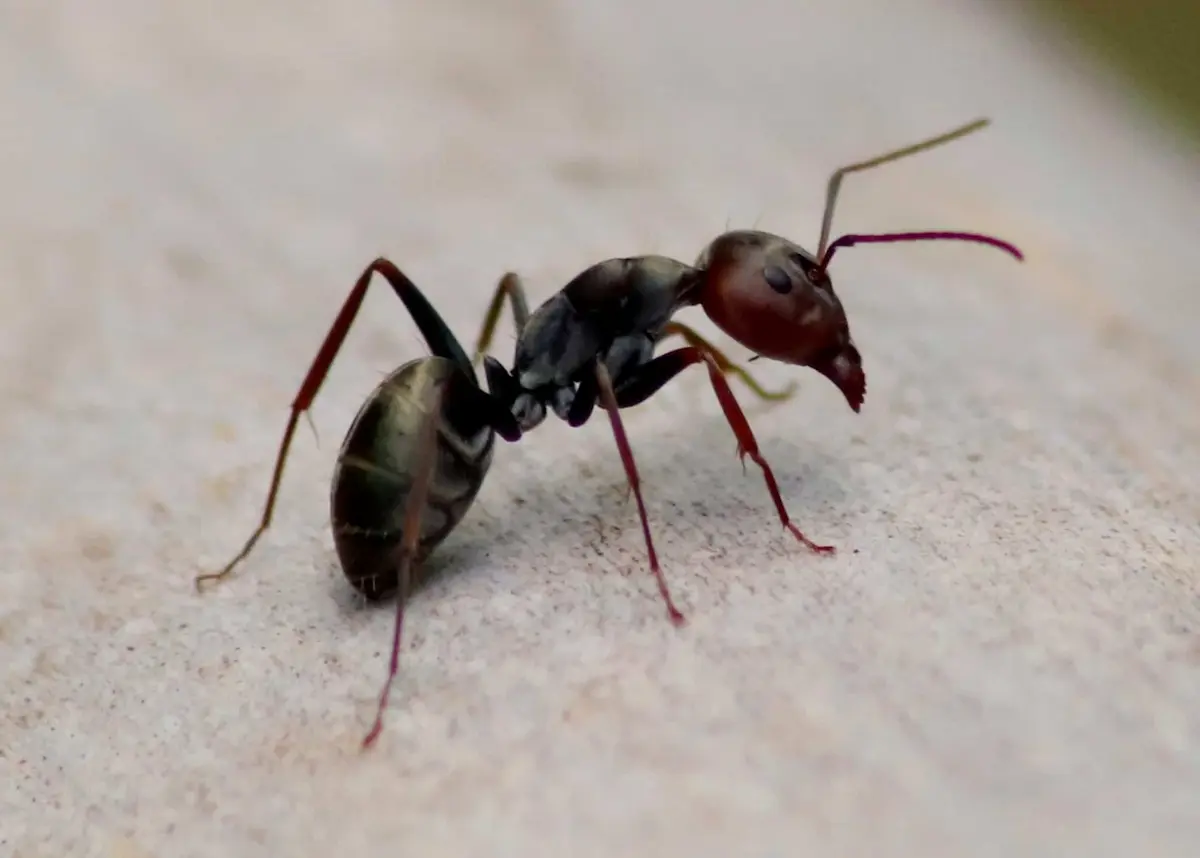 Macro shot of a black and red ant walking on surface