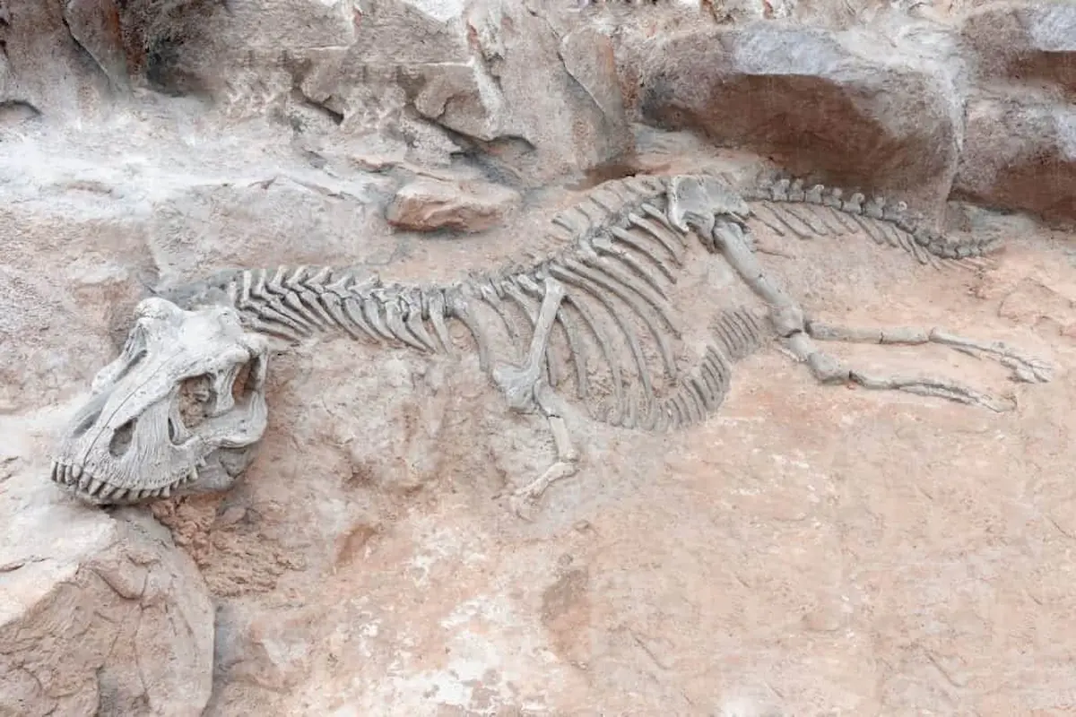 Excavated dinosaur fossil skeleton embedded in rock formation