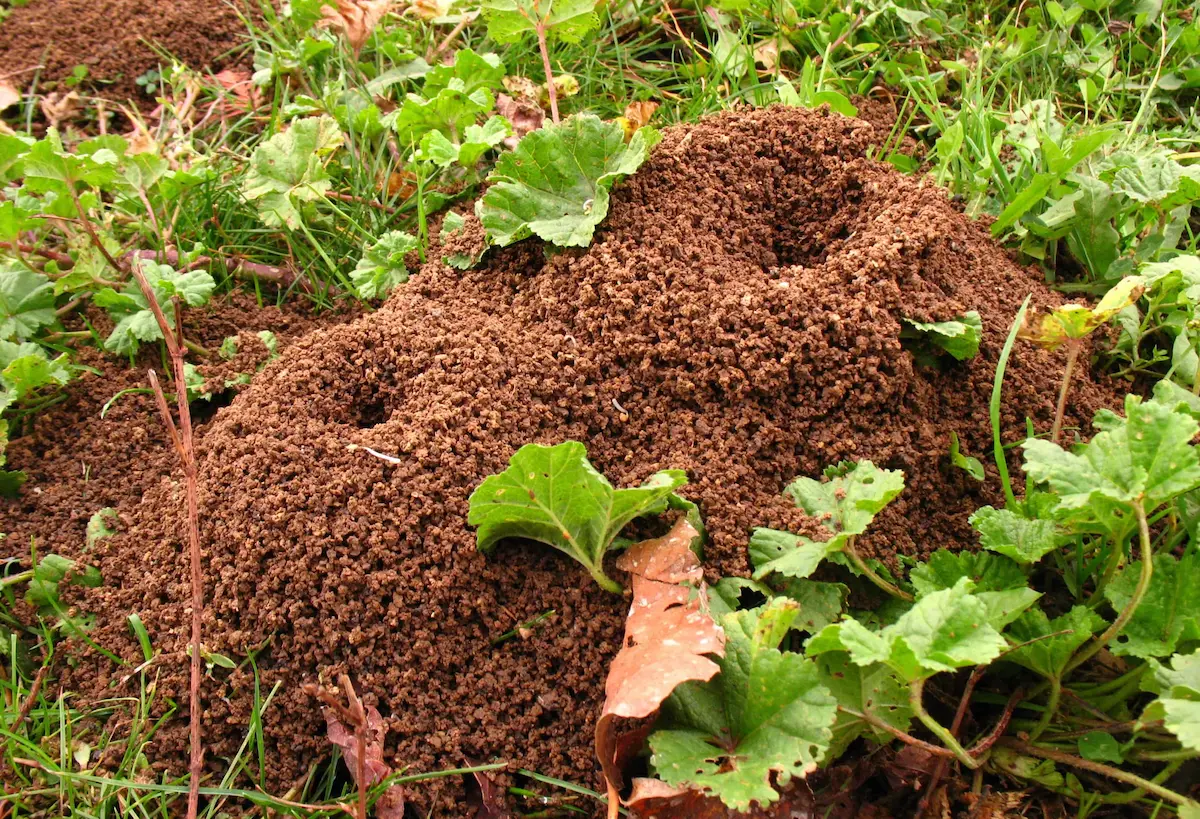 Large ant hill mound surrounded by grass and garden plants