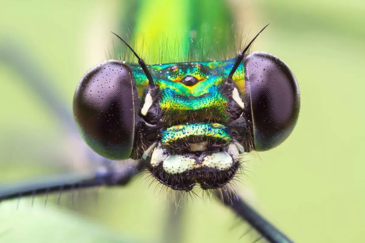 Extreme macro close-up of metallic damselfly insect face