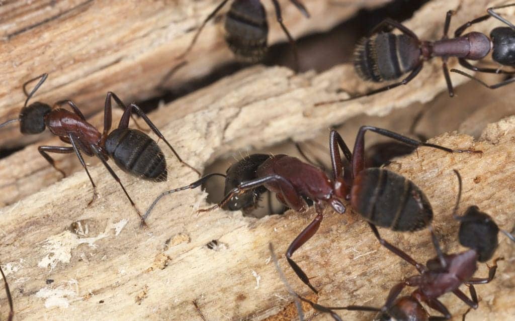 shutterstock 124668367 10 Ant Myths You Shouldn’t Believe