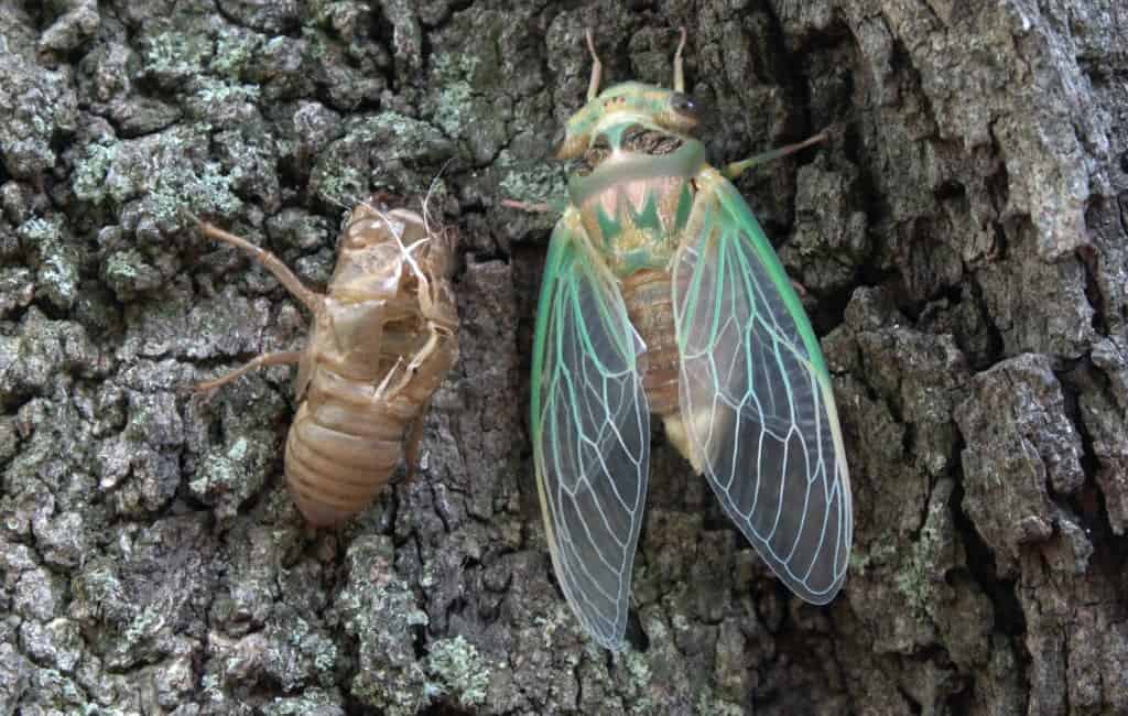 shutterstock 1273817836 Cicadas 101