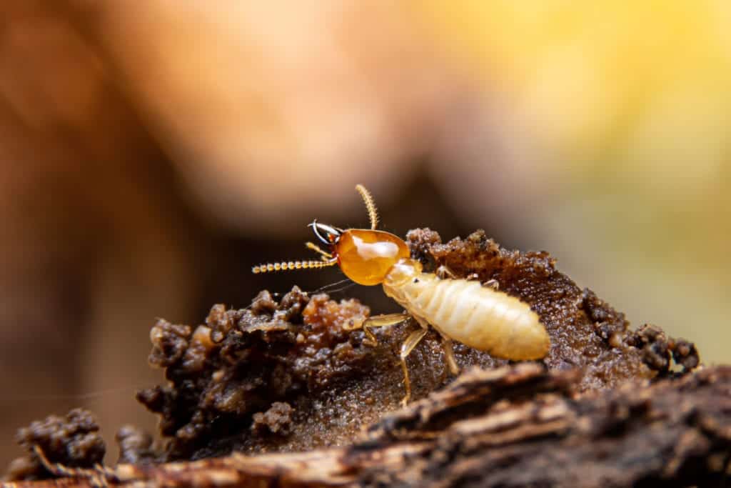 shutterstock 1442349569 10 Ant Myths You Shouldn’t Believe