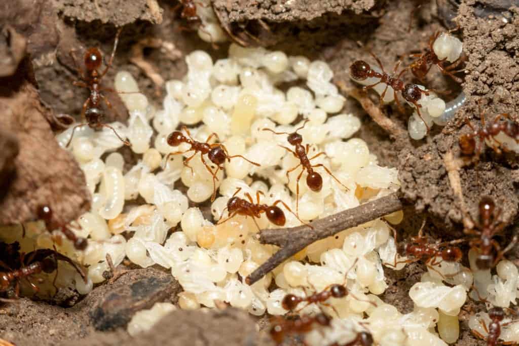 shutterstock 153146312 Life Cycles of Ants