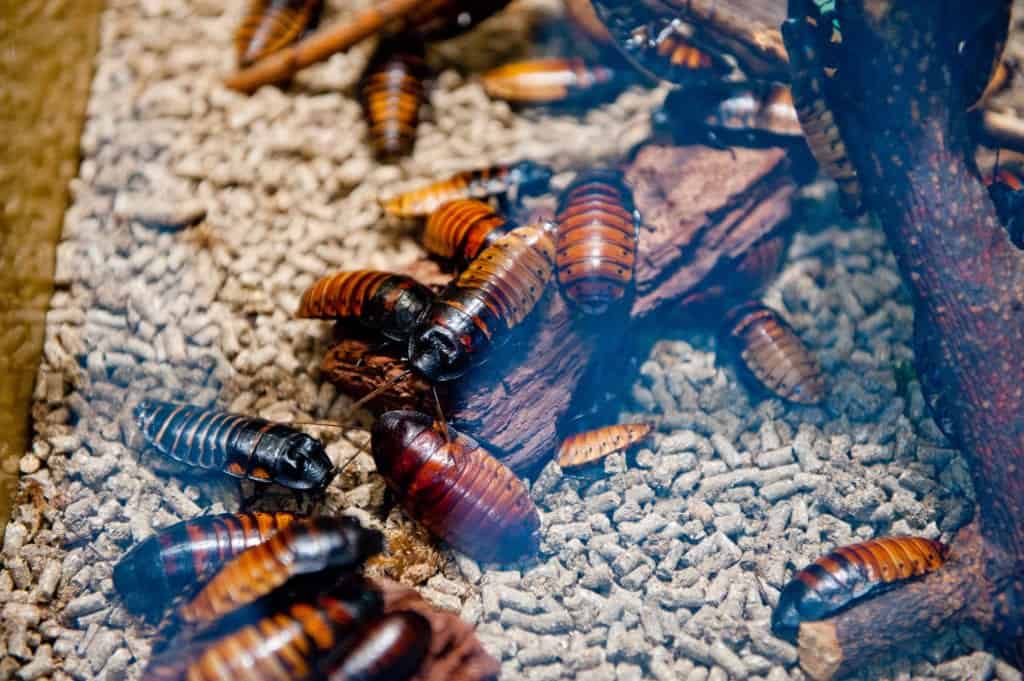 shutterstock 1705389640 Squashing Surprising Cockroach Myths