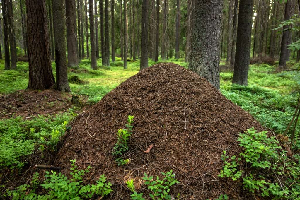 shutterstock 1771661003 Inside the Ant Hill