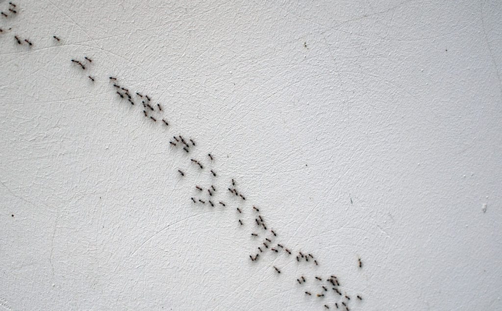 shutterstock 307983893 10 Ant Myths You Shouldn’t Believe