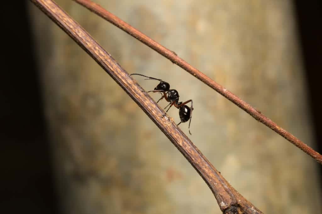 shutterstock 507073549 Intriguing Ant Behaviors