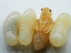 shutterstock 607978409 shutterstock_607978409